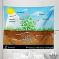 thumbnail image 1 of Science Tapestry, Photosynthesis in Plant Diagram Biology Botany Agriculture Environment Foliage, Fabric Wall Hanging Decor for Bedroom Living Room Dorm, 5 Sizes, Multicolor, by Ambesonne, 1 of 1