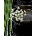 thumbnail image 2 of Photographie Collection 15x18 Gold Ornate Wood Framed with Double Matting Museum Art Print Titled - Printemps de bambous, 2 of 4