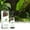 Multicolor, variant on Konghyp Plant Growth Promoter – 100ml for Enhanced Germination – Boosts Home-Grown Plants’ Growth and Health, Ideal for Improving Plant Base and Soil Quality.