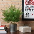 thumbnail image 3 of Vickerman 19.5" Artificial Green Asparagus Bush., 3 of 3