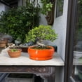 thumbnail image 6 of Succulent Bowl Planter 8 inch, Shallow Ceramic Pot with Drainage, Boho Shelf Decor for Indoor Greenery, Orange, 6 of 8