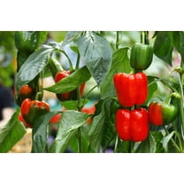 20 Seeds Organic Red MINI BELL PEPPER Sweet Mild Miniature Capsicum Annuum Vegetable Seeds