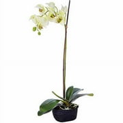 Phaleonopsis Plant In Basket, Green 6.5