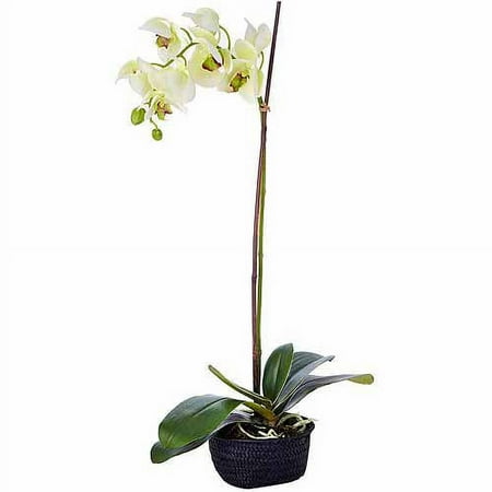 Phaleonopsis Plant In Basket, Green 6.5