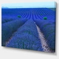 thumbnail image 2 of Lavender Field Sunset Near Valensole - Floral Canvas Art Print, 2 of 3