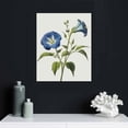 thumbnail image 4 of Nawypu Blue Flower Canvas Wall Art Print, Vintage Floral Botanical Decor Antique Botany Poster, Blue Tone Morning Glory Decorate for Office, 4 of 4