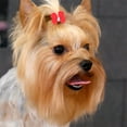 thumbnail image 7 of MIPCASE 20Pcs Dog Hair Bows with Rubber Bands Cute Bowknot Design for Small Dogs Multi, 7 of 7