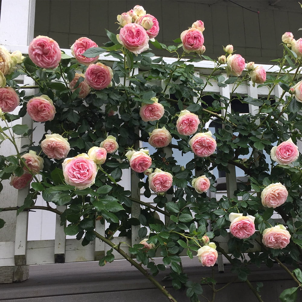 Heirloom Roses Eden® Climbing Plant 10' Pink Climbing Rose Live Plants in 1 Gallon Container