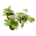 thumbnail image 2 of Tradescantia fluminensis Lavender 2 inch Set of 3 Light Pink and Green Wandering Dude, 2 of 6