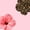 Blush Black Coral, variant on Manfei Animal Leopard 7-Piece Twin Bedding,Tropical Flowers Bedding Comforter Set,Reversible