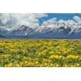 thumbnail image 2 of Galloimages Online 14x11 White Modern Wood Framed Museum Art Print Titled - Wild Flowers With Mountains (YNP), 2 of 4
