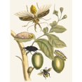 thumbnail image 2 of Maria Sibylla Merian 19x24 Black Ornate Framed Double Matted Museum Art Print Titled: Tabrouba (1705), 2 of 5