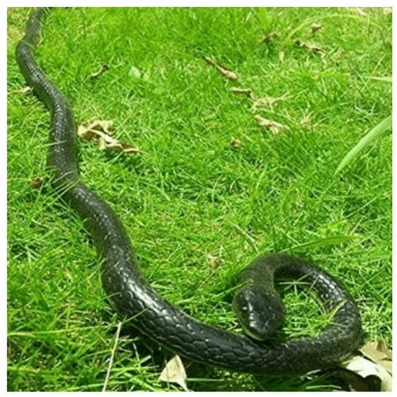 TONAIN Halloween Decorations Balloons, 177 Inch Spider,Ghost, Skeletons Latex Balloons, Halloween Party Decorations Supplies for Outdoor, Indoor, Home