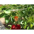 thumbnail image 3 of ***Three*** Stop Ants Copper Hummingbird Feeder Hangers, Trap, Ant Guard, Moat, 3 of 4