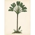thumbnail image 2 of Wang, Melissa 12x14 White Modern Wood Framed Museum Art Print Titled - Palm Tree Study I, 2 of 4