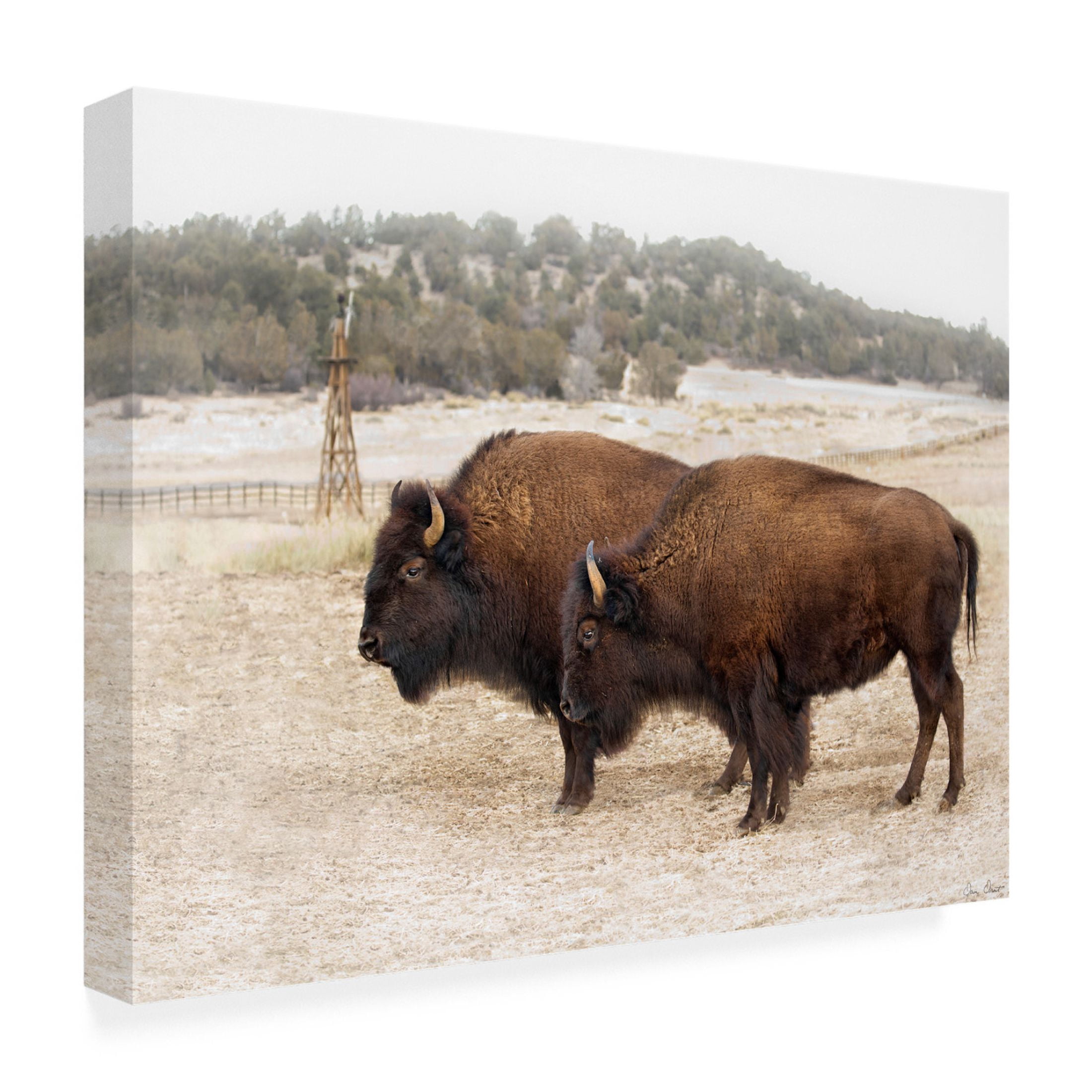 Trademark Fine Art David Drost Twin Buffalo Canvas Wall Art