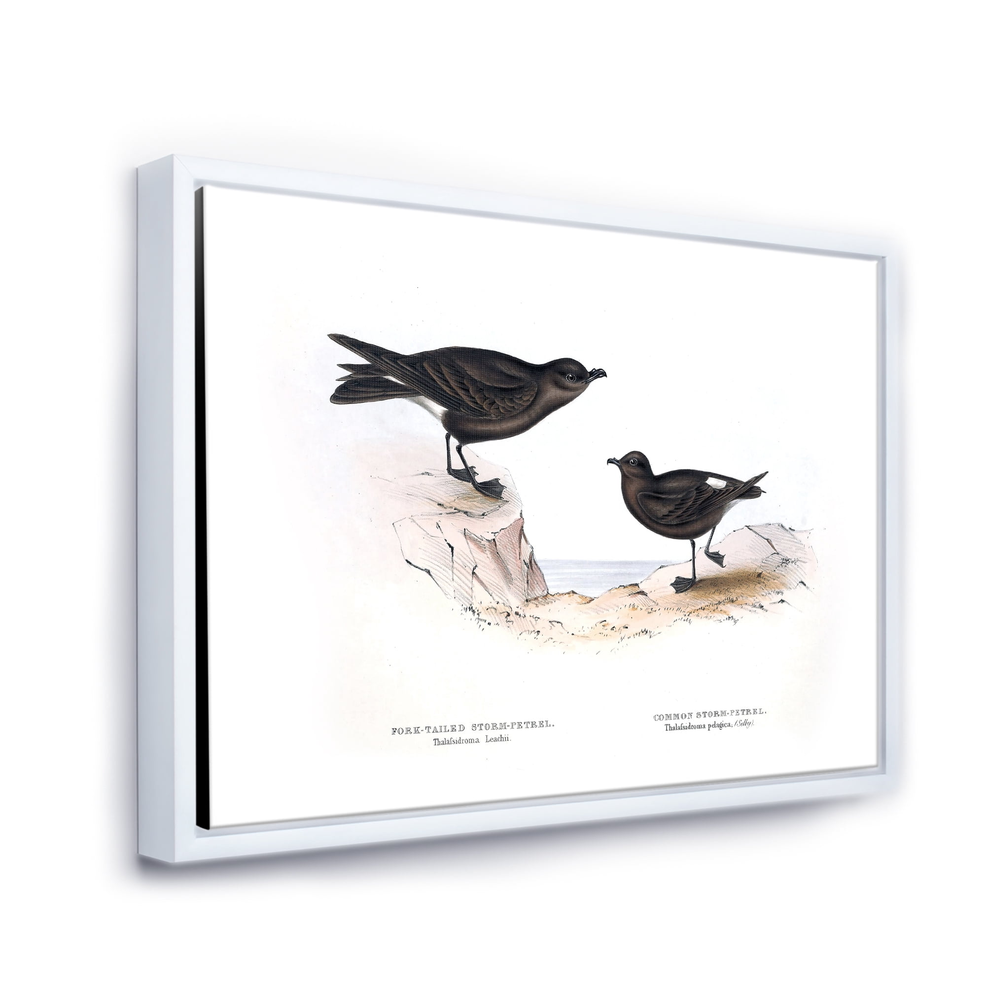 Designart 'Ancient Bird Of Europe III' Traditional Framed Canvas Wall Art Print