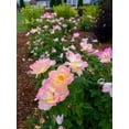 thumbnail image 4 of Bloomin Easy 2 gal Rose Peach Lemonade Live Shrubs, 4 of 9