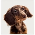 thumbnail image 3 of GZHJMY Square Drink Coasters, 6 Pcs Small Dachshund Dog on White Absorbent Ceramic Coffee Coasters for Drinks with Cork Base Housewarming Gift for Home Decor, 3 of 6