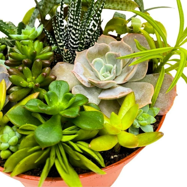 large plant pot stand The Ten Planter With Stand – Pigment main image 1