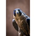 thumbnail image 1 of Posterazzi DPI1832705 Falcon Poster Print, 12 x 18, 1 of 1