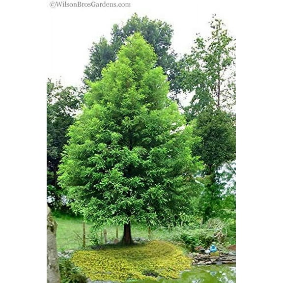 CZ Grain 10 Bald Cypress Plant Seeds