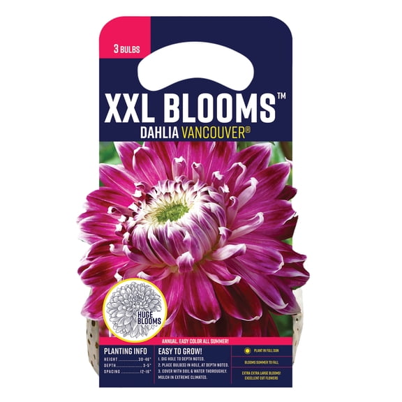 Van Zyverden Dahlia Vancouver (Set of 3 Dormant Bulbs) Full Sun, Multicolor, Annual