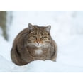 thumbnail image 2 of Zwick, Martin 14x12 White Modern Wood Framed Museum Art Print Titled - European wildcat during winter in deep snow in National Park Bavarian Forest Germany-Bavaria, 2 of 4