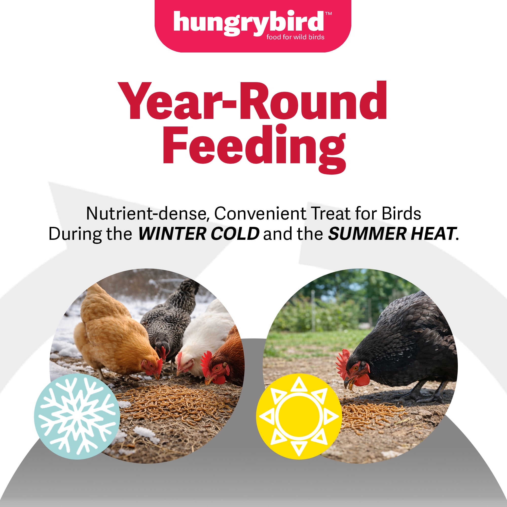 Hungrybird Dried Mealworms, 11lbs – High Protein Poultry Treats for All Wild Birds and Chicken Flocks
