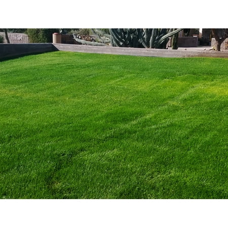 Linn Perennial Ryegrass Seed (Forage) - 1 Lb.