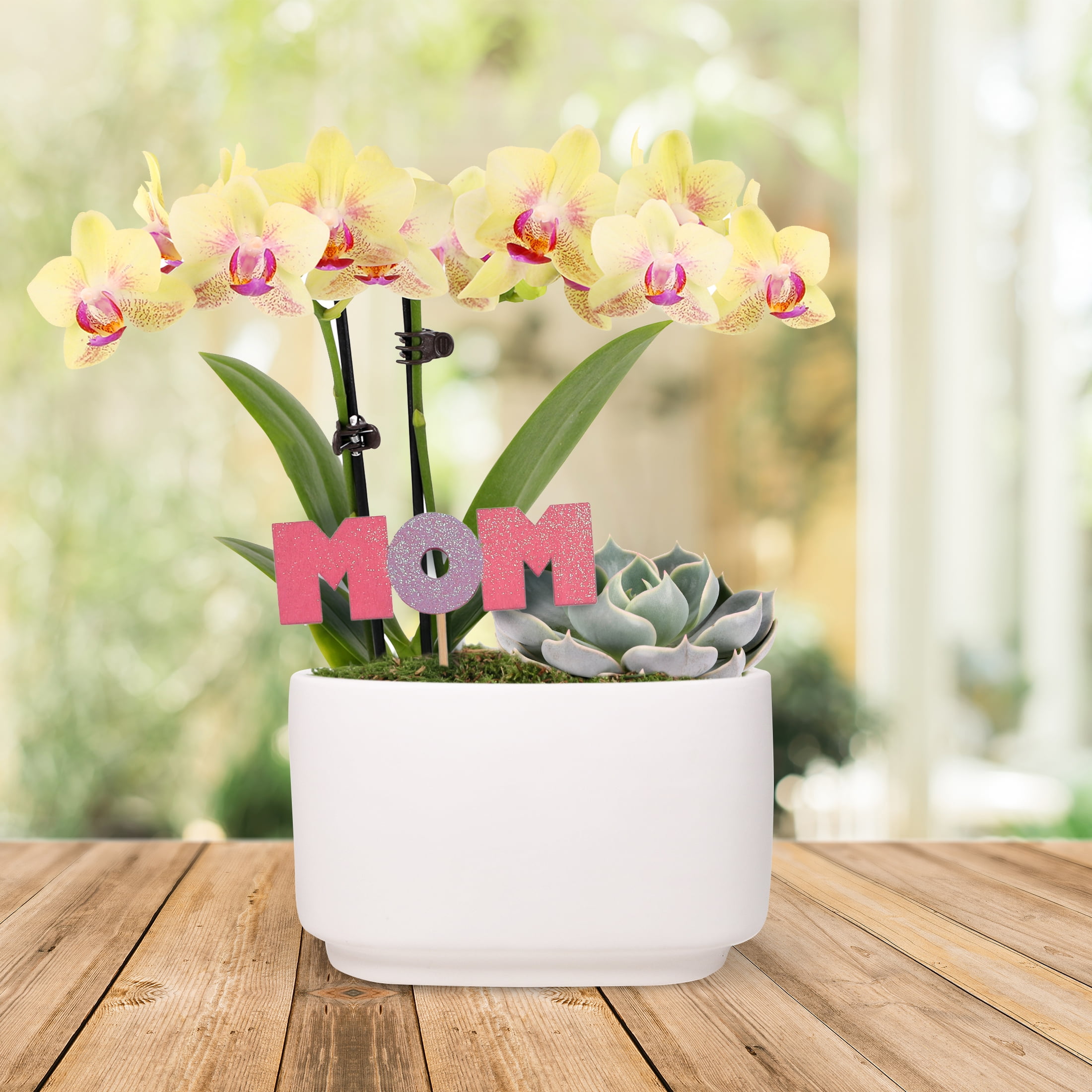 Live 4in Yellow Orchid and Succulent Duo in White Pot with 'Mom' Pick - Perfect Gift