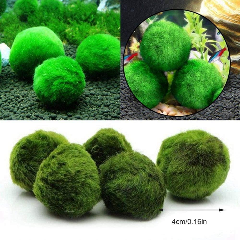1pc 2-3cm Natural Mineral Live Moss Ball Filter For Aquarium Plant Algae  Fish Shrimp Tank Ornament Artificial Natural Plants - AliExpress