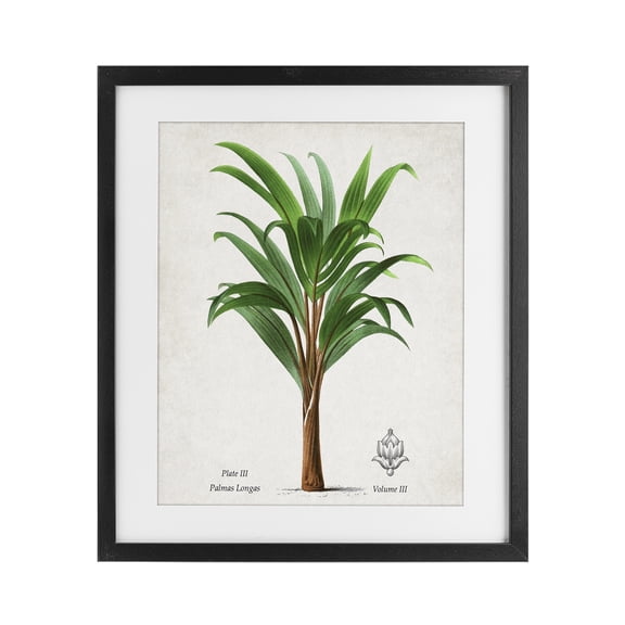 Stupell Industries Shabby Chic Palmas Longas Palm Tree Black Framed Print Under Glass, 13 x 16, by Val Rhodes