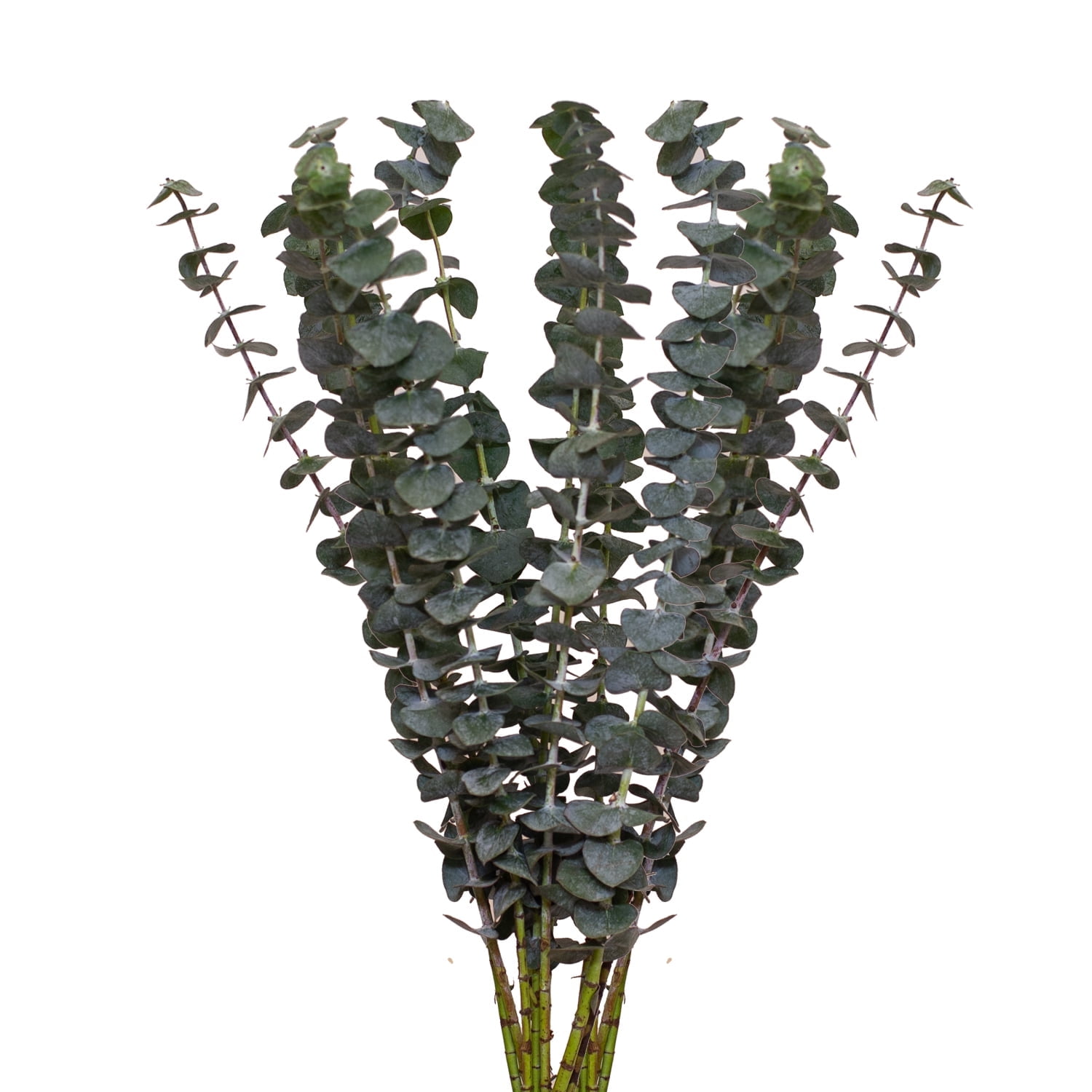 Bloomingmore, Fresh Cut Flowers, Baby Blue Eucalyptus - 50 Stems