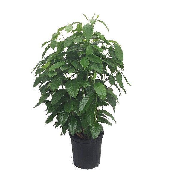 Arabica Coffee Bean Plant - 10" pot - Grow & Brew Your Own