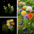 thumbnail image 4 of Sunjoy Tech Garden Solar Light Waterproof Solar Charging 5 Bulbs Landscaping Energy-Saving Garden Decoration Realistic Flower Shape Patio Yard Decor Landscape Lamps Garden Illumination Supplies, 4 of 8