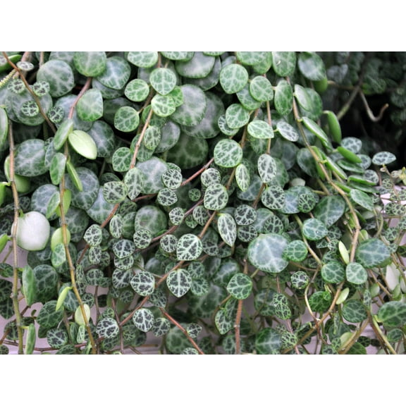 String of Turtles -2" Pot -Peperomia prostrata-Terrarium/Fairy Garden/Houseplant