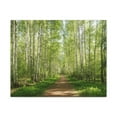 thumbnail image 3 of Forest Path Green Tree Nature Wilderness Photography Canvas Wall Art for Home Decor Ready-to-Hang, 3 of 7