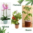 thumbnail image 2 of Triani Plant Stakes, 18 Inches Natural Garden Bamboo Sticks, 20Pcs Plant Support Stakes for Tomatoes,Beans,Vegetable and Potted Plants, 2 of 7