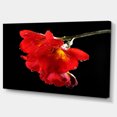 thumbnail image 2 of Freesia Flower on Black Background - Large Floral Canvas Artwork, 2 of 4