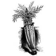thumbnail image 3 of Cardoon Plant - Cynara cardunculus - Artichoke Thistle - 2.5" Pot, 3 of 4