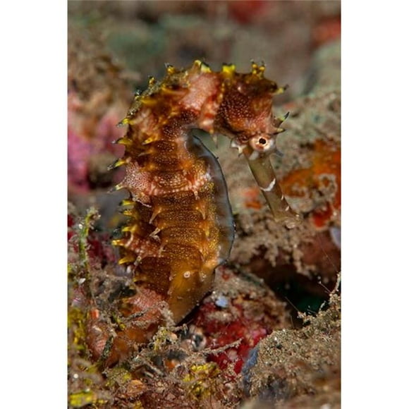 Danita Delimont PDDAS11BJY0074 Close-Up of Adult Spiny Seahorse Poster Print by Jaynes Gallery, 13 x 20
