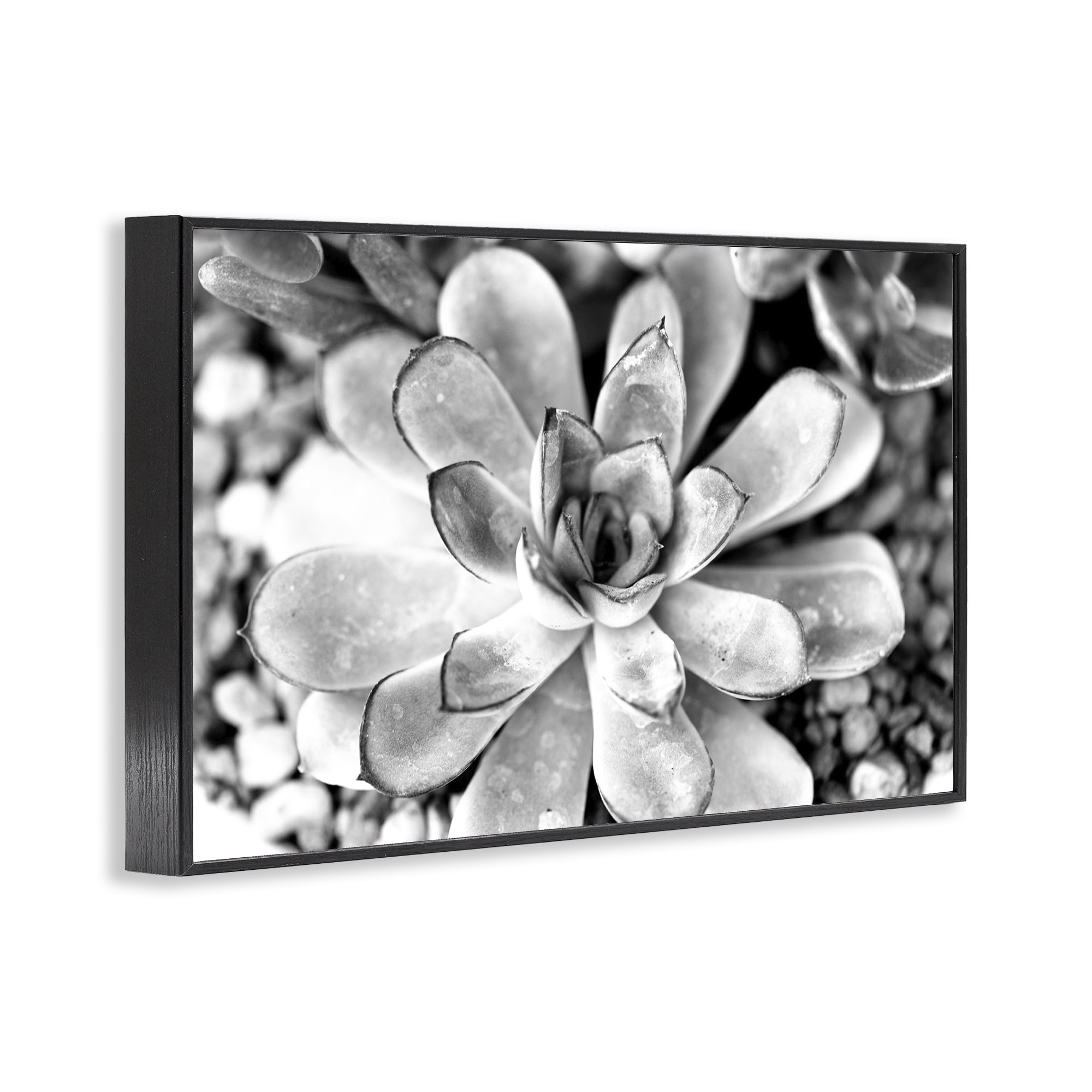 Stupell Industries Monochrome Succulent Leaves Botanical & Floral Photography Black Framed Art Print Wall Art, 30 x 20