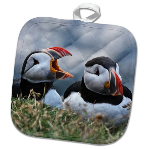 3dRose, Iceland, Breidavik, Puffins, 8x8 Potholder
