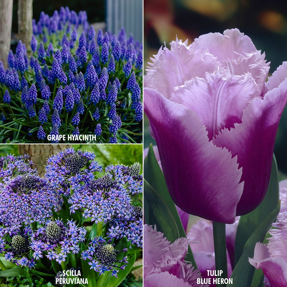 Van Zyverden Color Your Garden Blue CollectionSet of 29 Bulbs Walmart