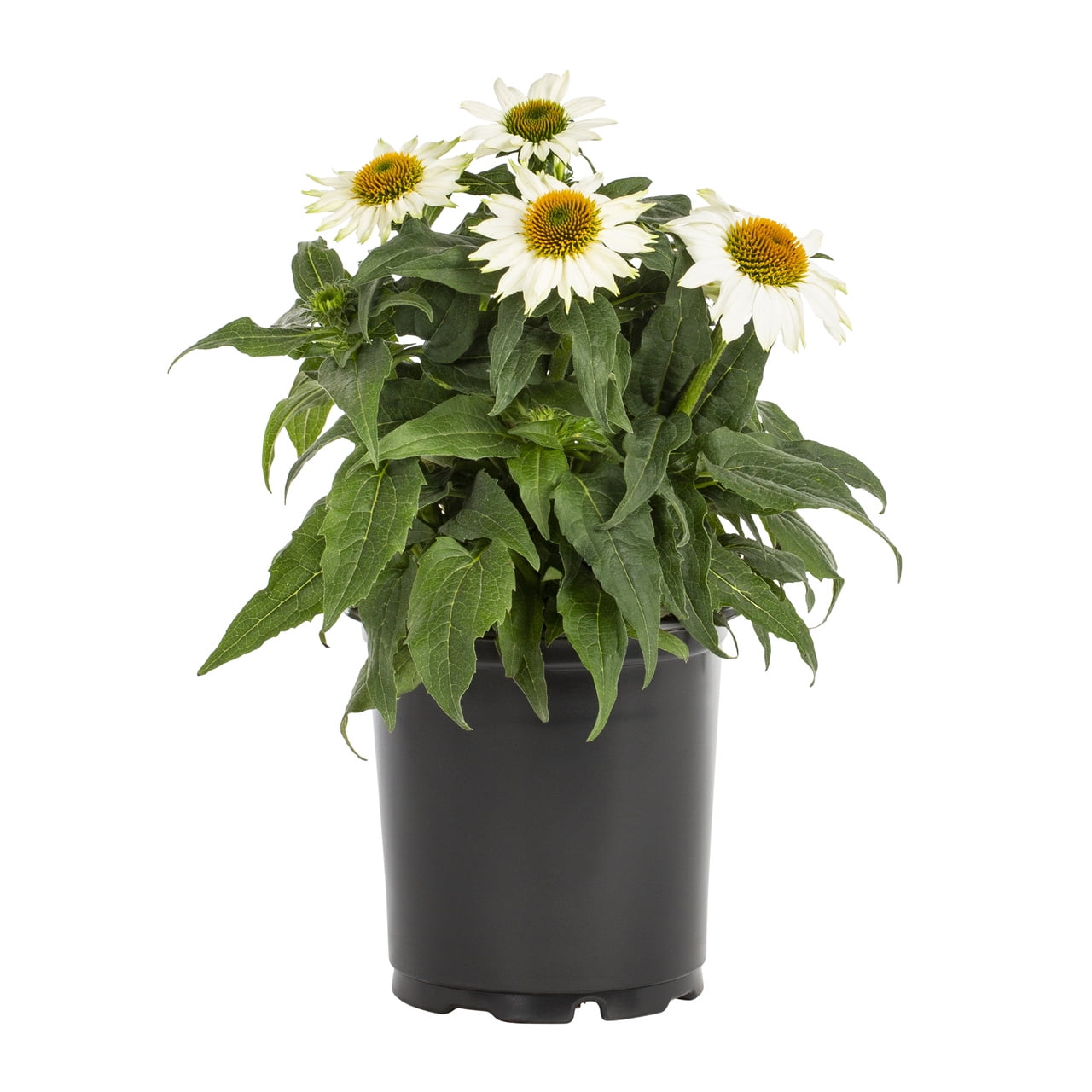 Expert Gardener 2QT White Echinacea Live Perennial Plant Sun 3-Pack