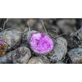 thumbnail image 2 of Purple Majesty Seed Potato 6 Tubers - Heirloom - Great Taste!, 2 of 3