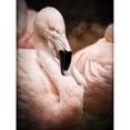 thumbnail image 3 of Van Swearingen, Debra 19x24 Black Modern Framed Museum Art Print Titled - Chilean Flamingo II, 3 of 5