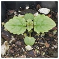 thumbnail image 3 of Everwilde Farms - 1 lb Organic Lemon Balm Herb Seeds - Gold Vault Bulk Seed Packet, 3 of 3