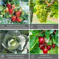 thumbnail image 3 of Jinsinto Filet Anti-Oiseaux, 3 Pcs 2*10m Filet de Jardin Vert, Filet 15mm, 3 of 5